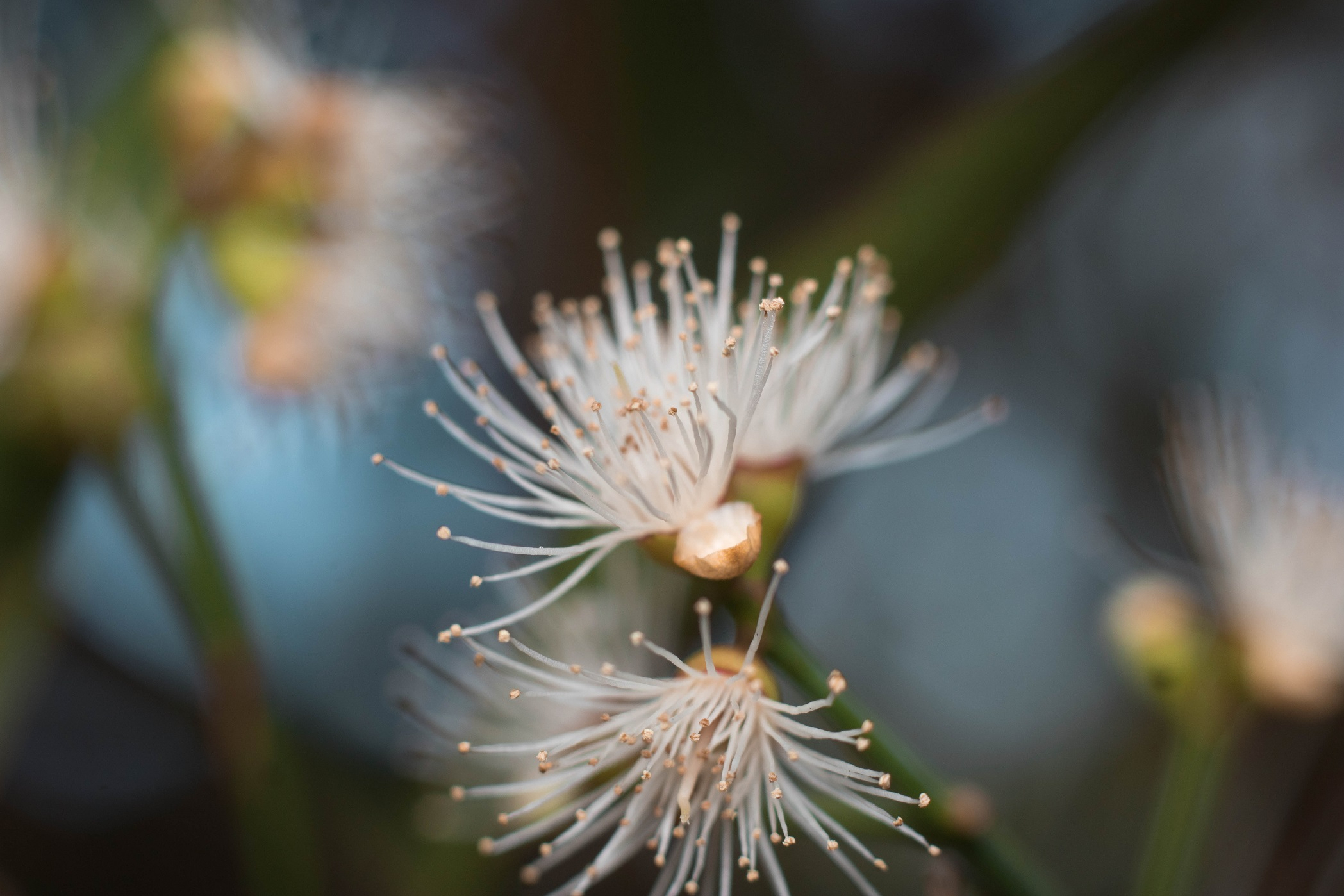 syzygium-myrtifolium-flower