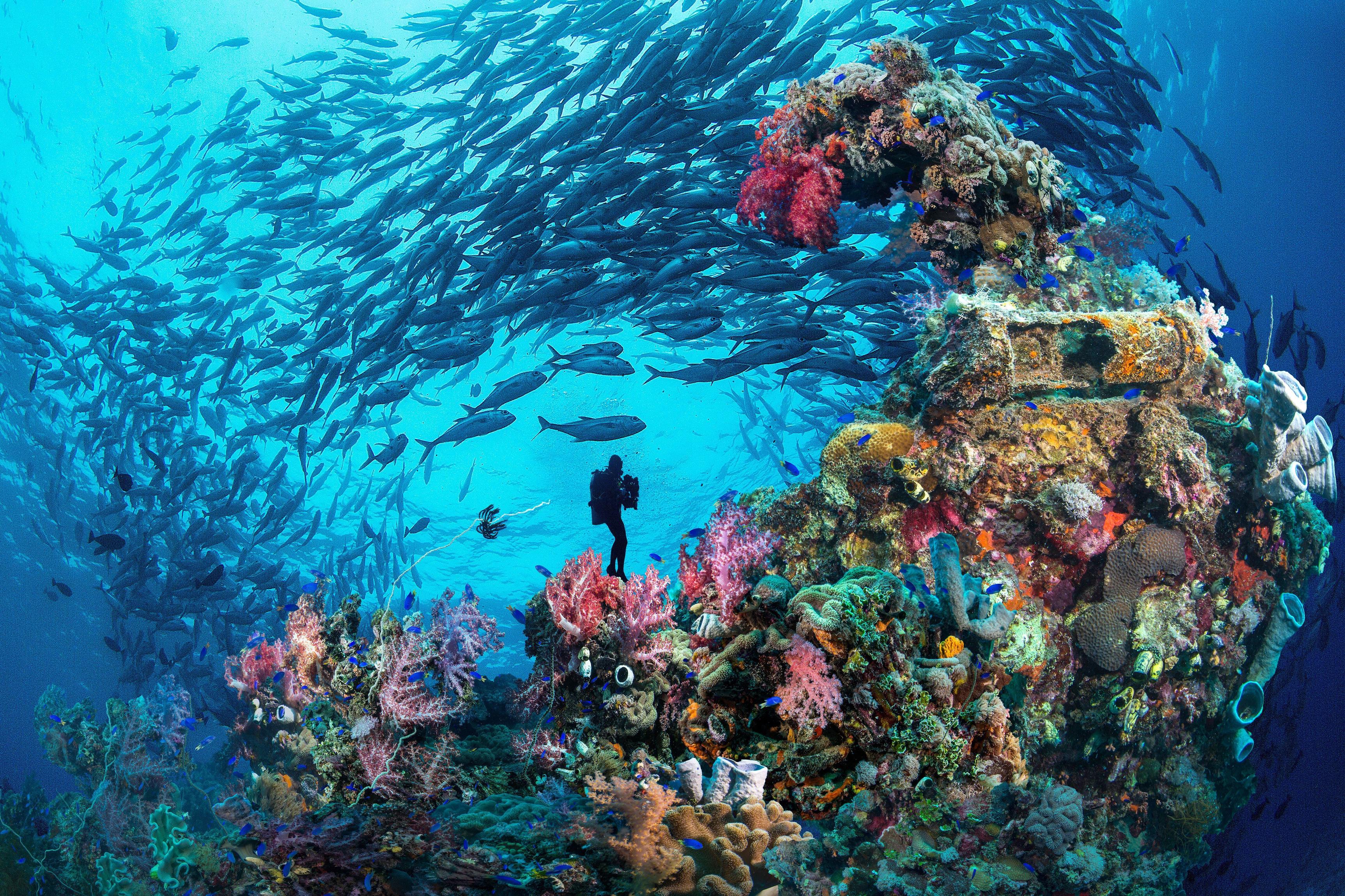 Красивые коралловые рифы. Лагуна трук в тихом океане. Затонувший корабль Шарм-Эль-Шейх. Подводный мир Египта Шарм-Эль-Шейх. Морской парк на рифах Туббатаха.
