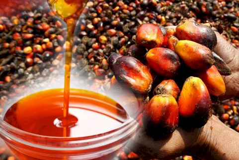 how-to-start-palm-oil-business-production-in-nigeria