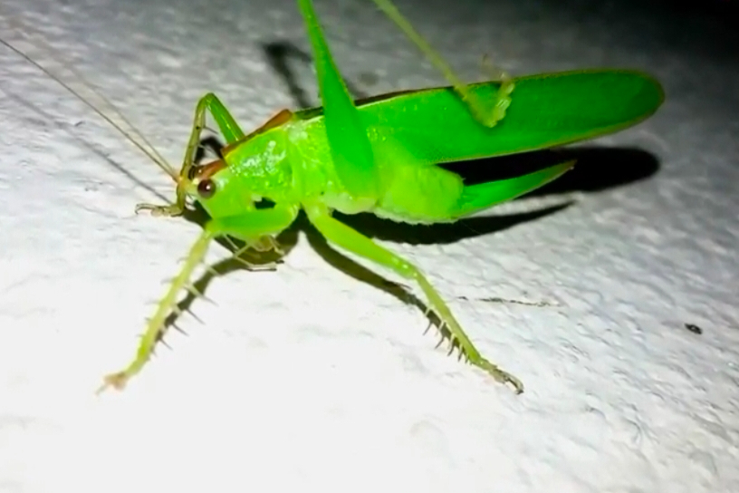 grasshopper-photography